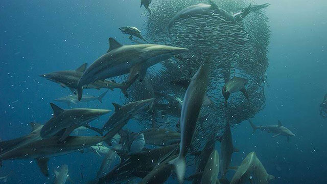 Sardine Run in South Africa - Africa Discovery