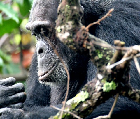 Tanzania - Wild Chimps & Remote Safari - October 8-15 2013 Trip Report
