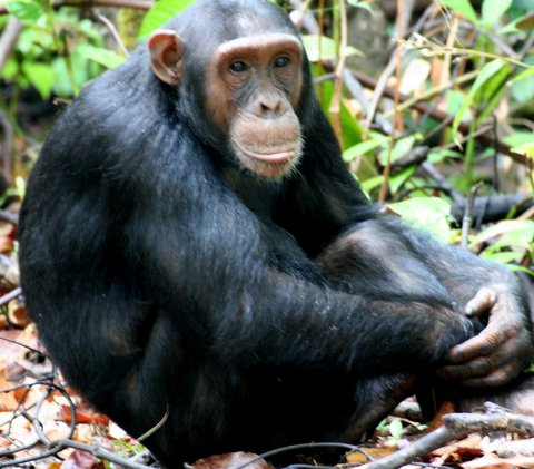 Chimpanzee trekking - Nyungwe National Park