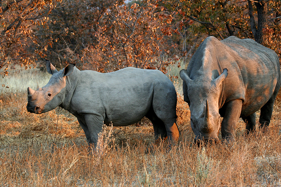 Wilderness Safaris Partners with Governments to Move More Rhino to Safety
