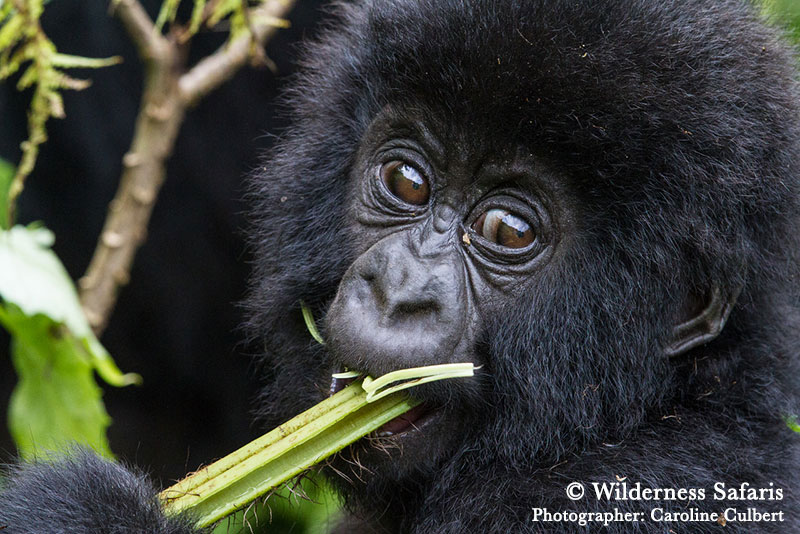 Gorilla in Rwanda - Wilderness Safaris