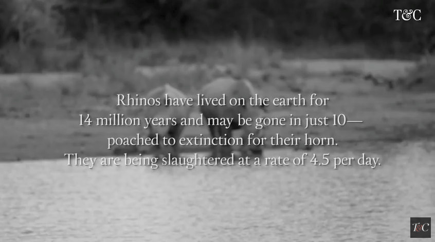 save rhinos by wilderness safaris