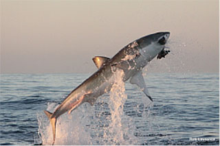 Breaching Great White shark