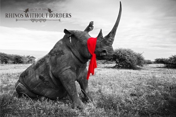 Rhinos without borders, Great Plains Foundation