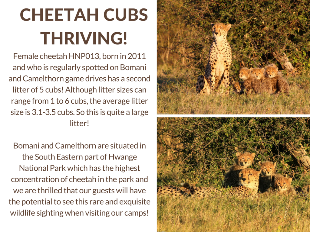 Imvelo Safari Lodges, cheetah cubs