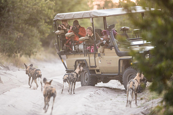 Wild dogs - Mobile Safari: 9 Night Botswana Highlights
