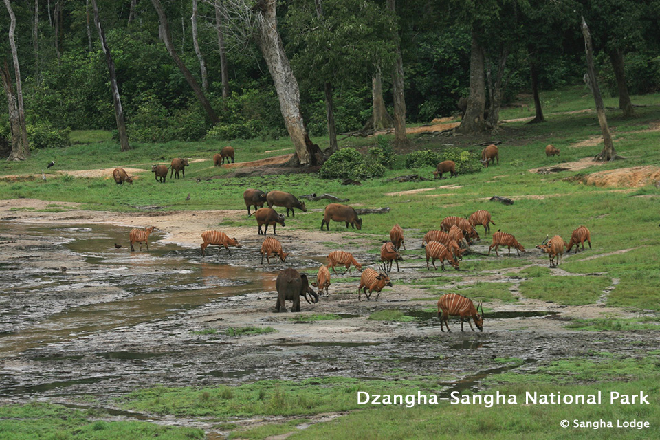Wildlife at Dzangha-Sangha National Park in Central African Republic