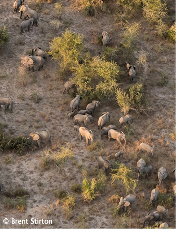 Herd of elephants in Zakouma National Park, Chad