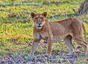 Lion - Zakouma National Park with Cindi LaRaia, March 10-18, 2026 Group Trip