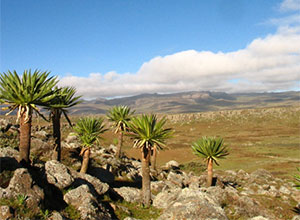 Bale Mountains National Park