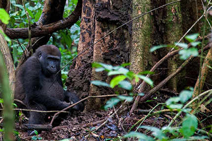 Lowland Gorilla - Dzanga Sangha National Park, March 24-31 2017 Group Trip