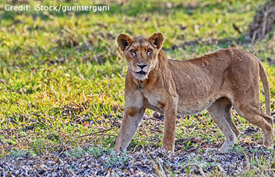 Lion in Zakouma National Park