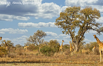 Giraffes in Zakouma National Park