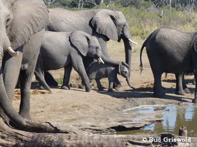 Best of Zimbawe and Botswana, May 12-25 2014 by Bud Griswold