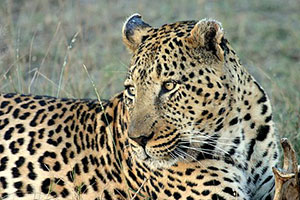 Leopard - Highlights of Kenya - Kenya Safari by Africa Discovery