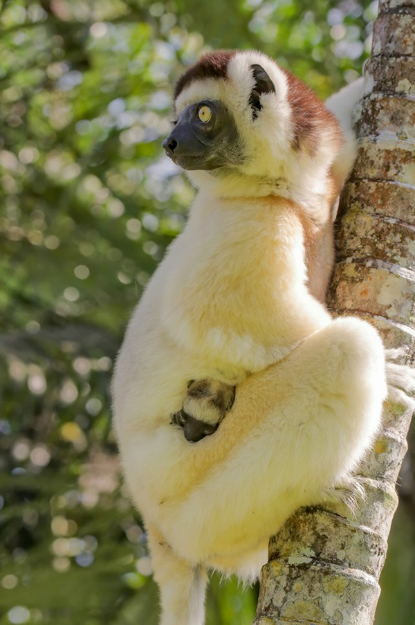 Lemur with a baby