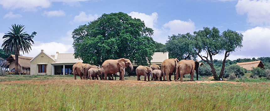 Gorah Elephant Camp - Eastern Cape - South Africa Safari Camp
