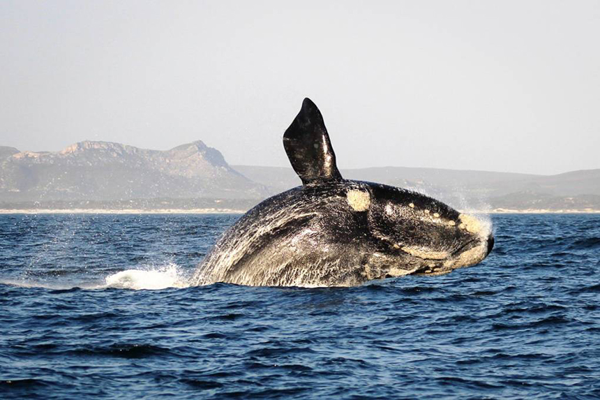 Whale watching at Grootbos Private Nature Reserve