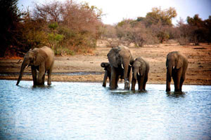 Save the Elephants - Research project based at Tanda Tula