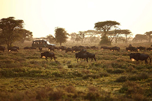 Treasures of Tanzania Safari - Africa Discovery