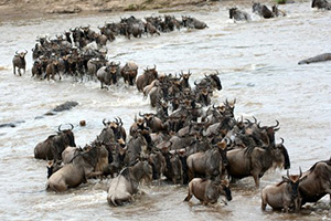 wildebeest migration are the crossings of the Mara River