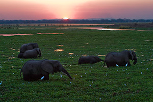Elephants in Mana Pools National Park at Rukomechi Camp