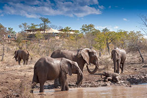 Elephant Camp, Victoria Falls National Park