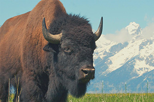 Bison