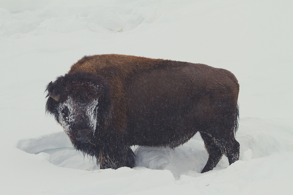 Bison