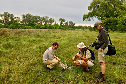 Watching hippos - On Foot Through Botswana | Botswana Safaris & Tours