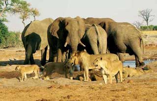 Best of Botswana - Botswana Safaris & Tours - Africa Discovery