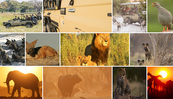 Mobile Safari: 9 Night Botswana Highlights
