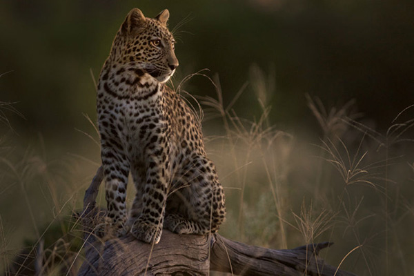Leopard - Mobile Safari: 9 Night Botswana Highlights