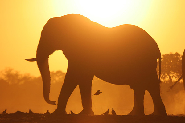 Elephant - Mobile Safari: 9 Night Botswana Highlights