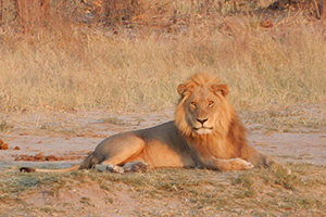 Lion in Botswana