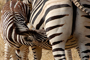 Zebras in Botswana