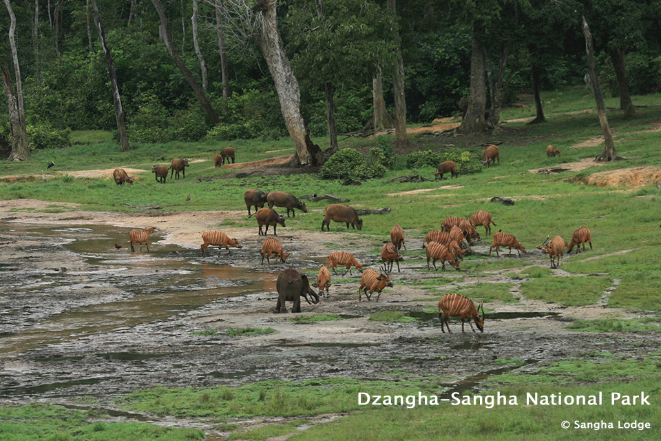 central africa safari