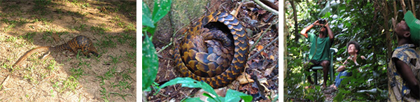 Pangolins seen in Dzanga-Sangha National Park