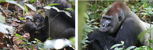 Lowland Gorillas seen in Dzanga-Sangha National Park
