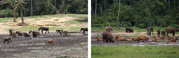 Elephants seen in Dzanga Bai