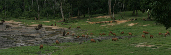 Dzanga-Sangha National Park