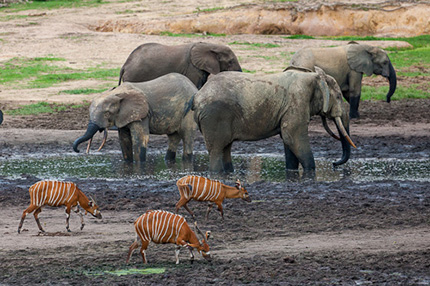 Elephants at Dzanga Bai