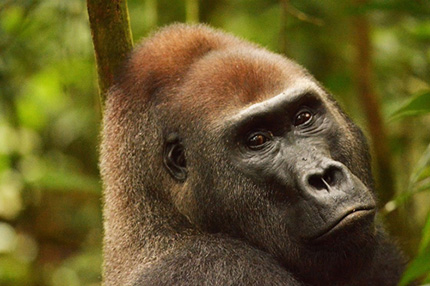 Lowland Gorilla