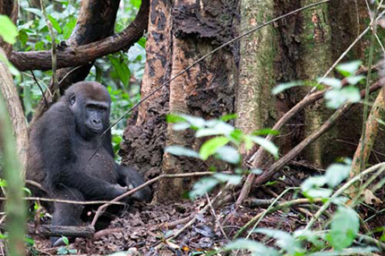 Lowland Gorilla