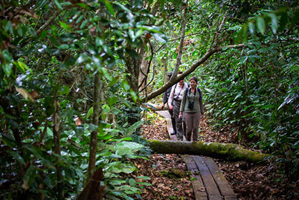 Rain forest trekking - Odzala-Koukoua National Park