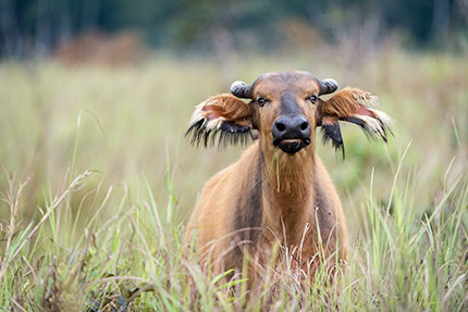 Mboko Camp - Odzala-Koukoua National Park