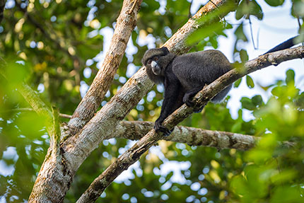 Ngaga Camp - Odzala-Koukoua National Park