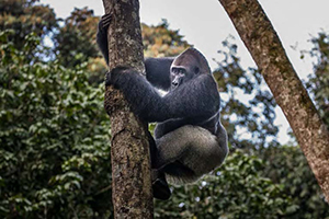 Lowland Gorilla in Odzala, Congo