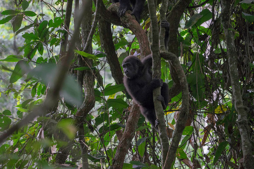 Gorilla Research at Odzala