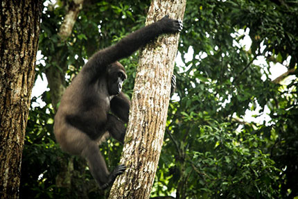 Gorilla Research at Odzala
